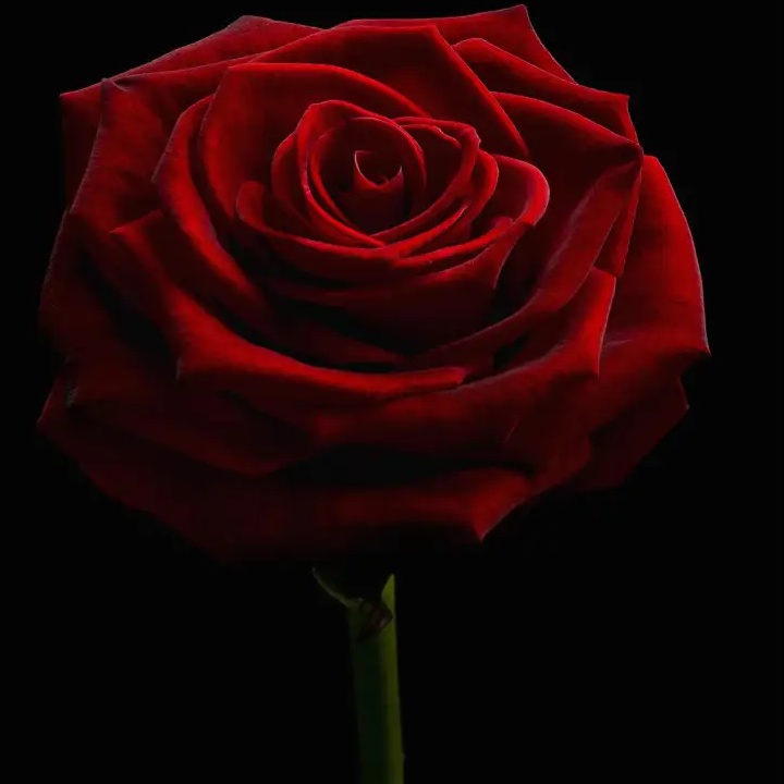 Red Rose