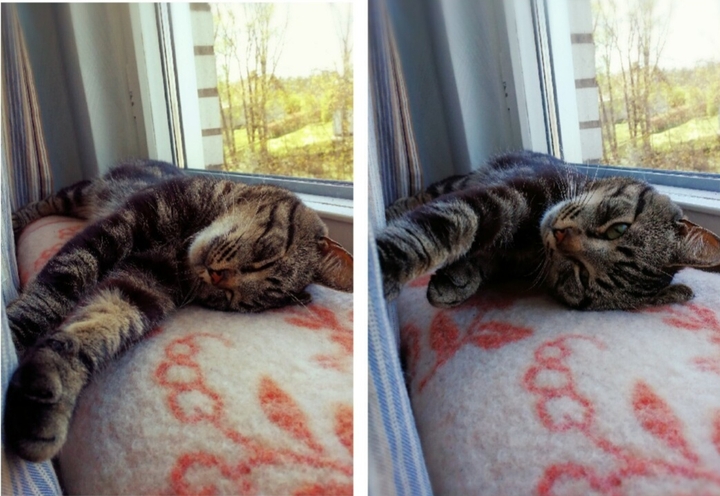 cat