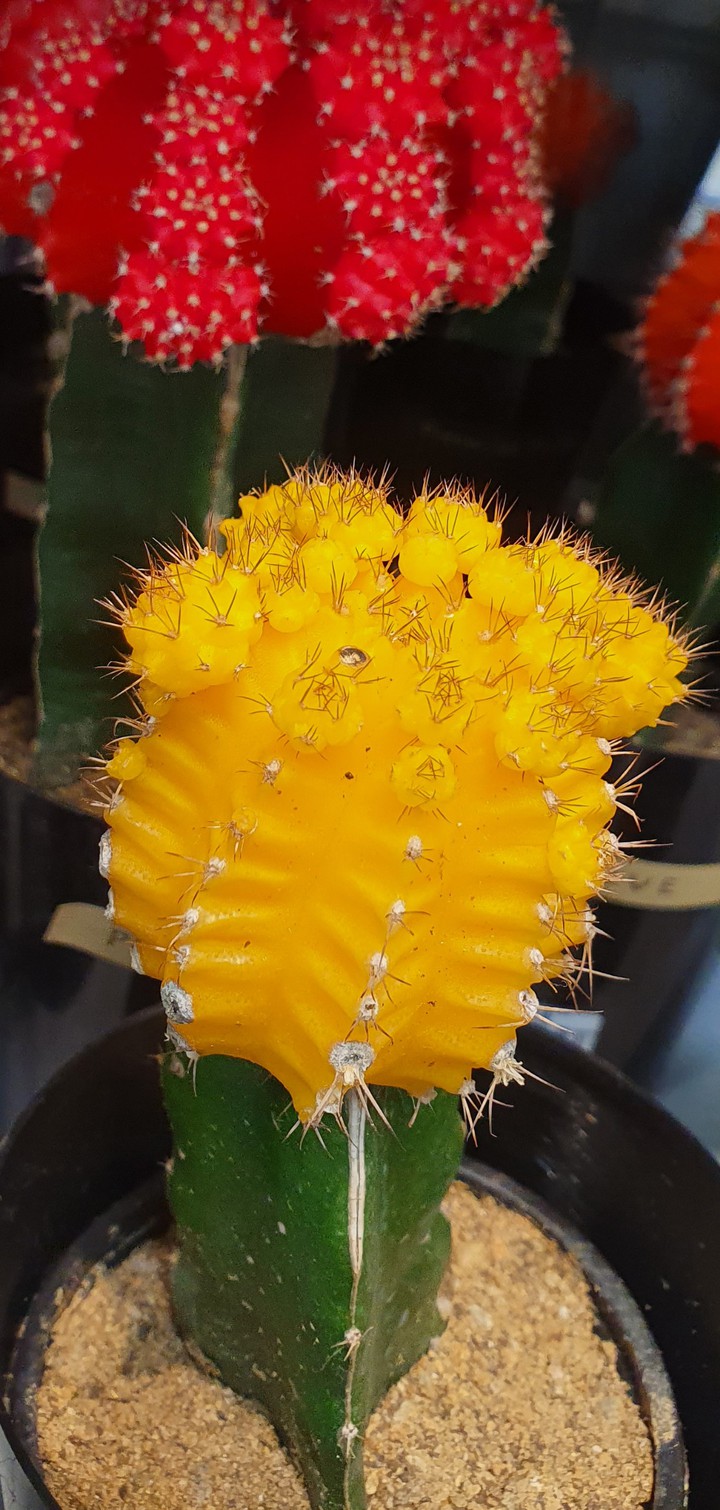 Colorful cactus