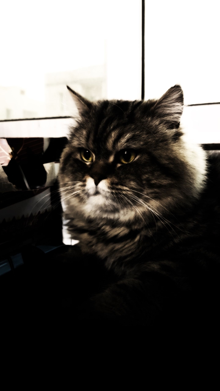 CAT!