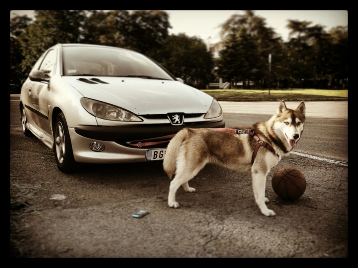 Una The Husky