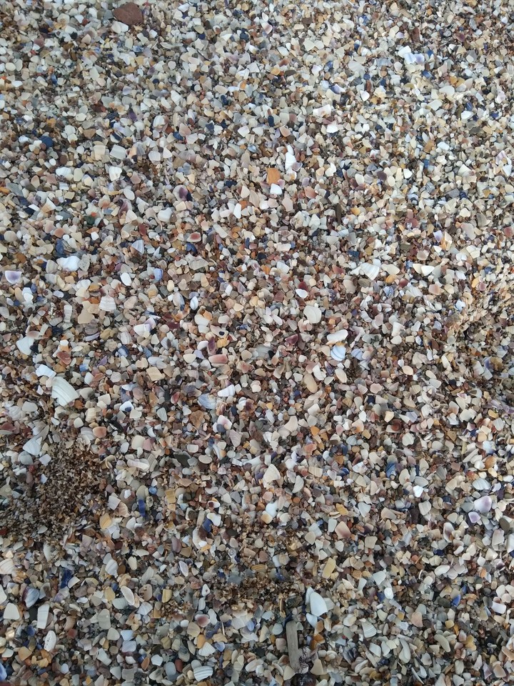 shell beach