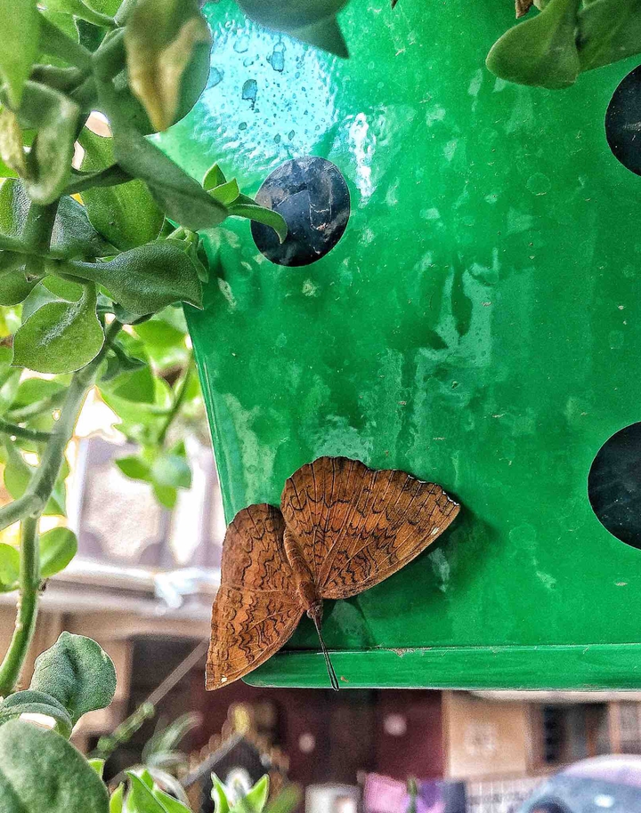 butterfly ?