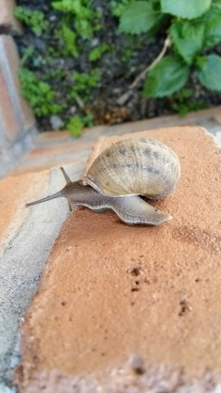 Caracol de Jardin