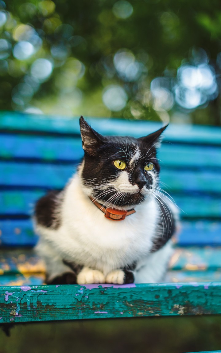 White-black cat