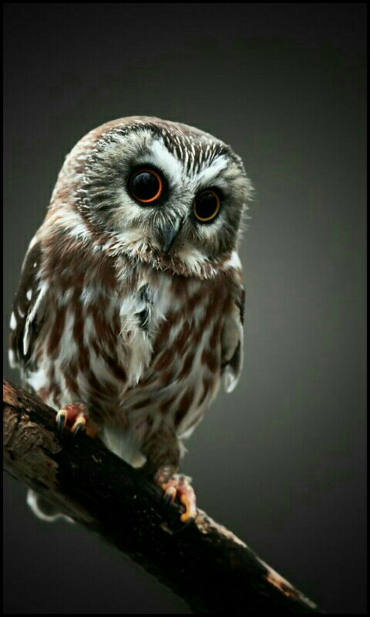 owl