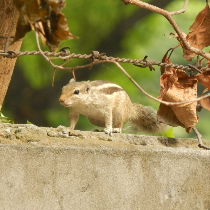 Squirrel