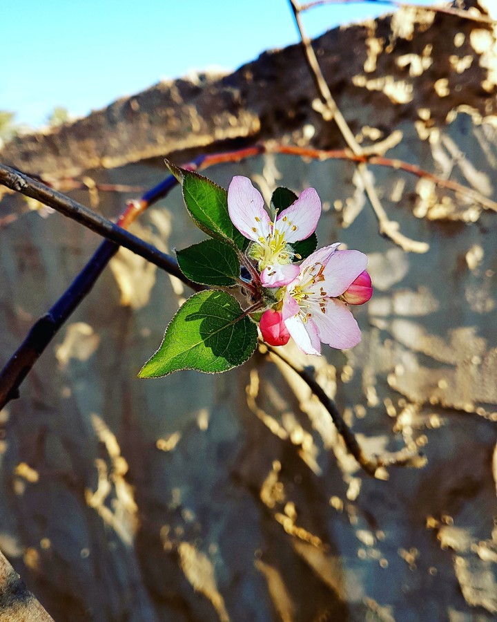 fleur
