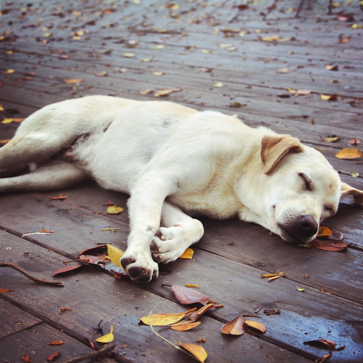 LazyDog