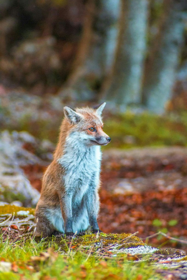 sweet fox