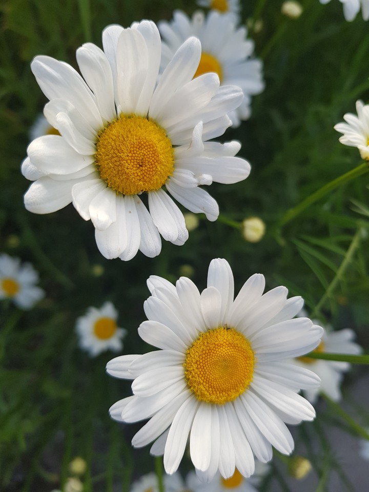 adriannamistrz