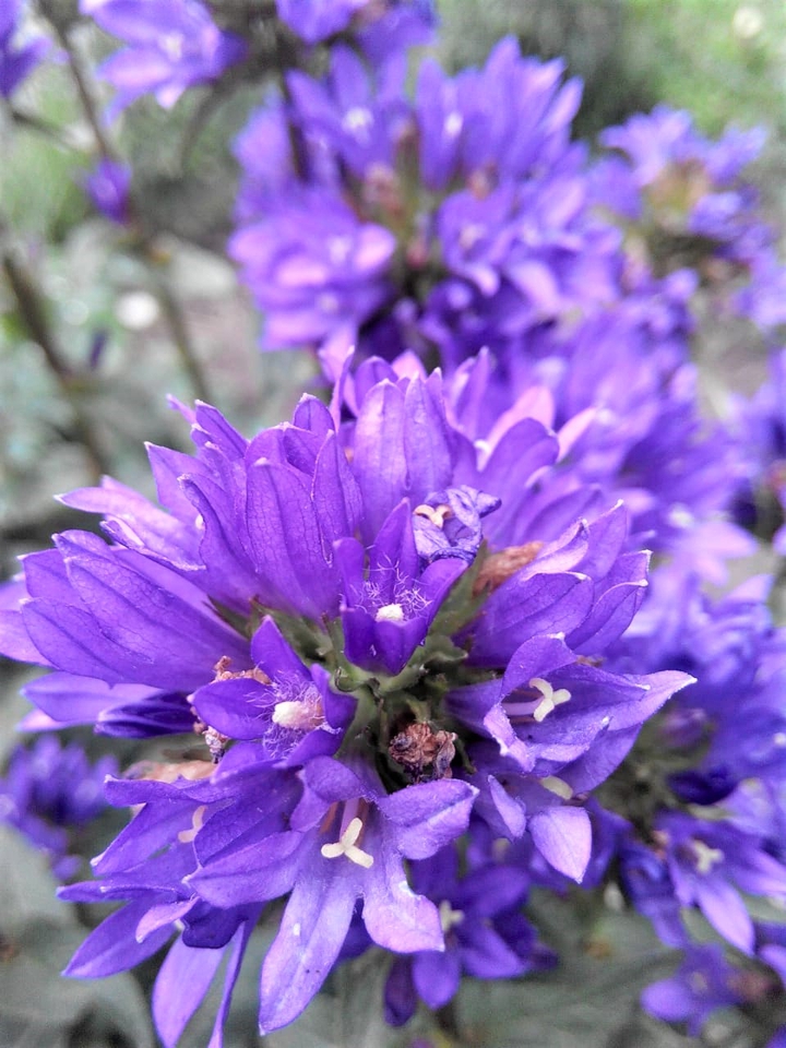 bellflowers