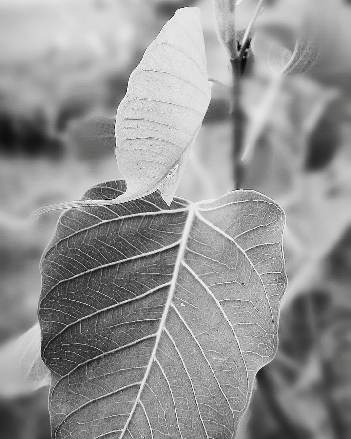 leaves