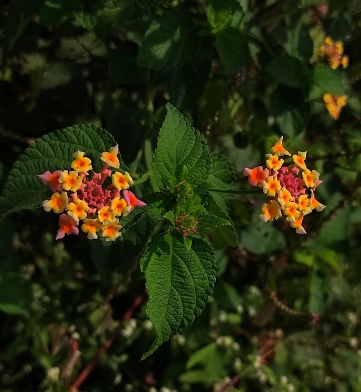 -just a click-