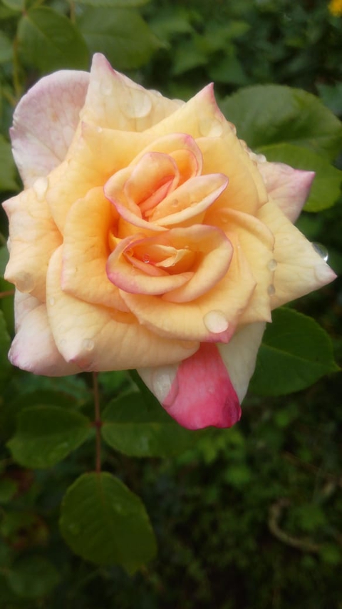 rose