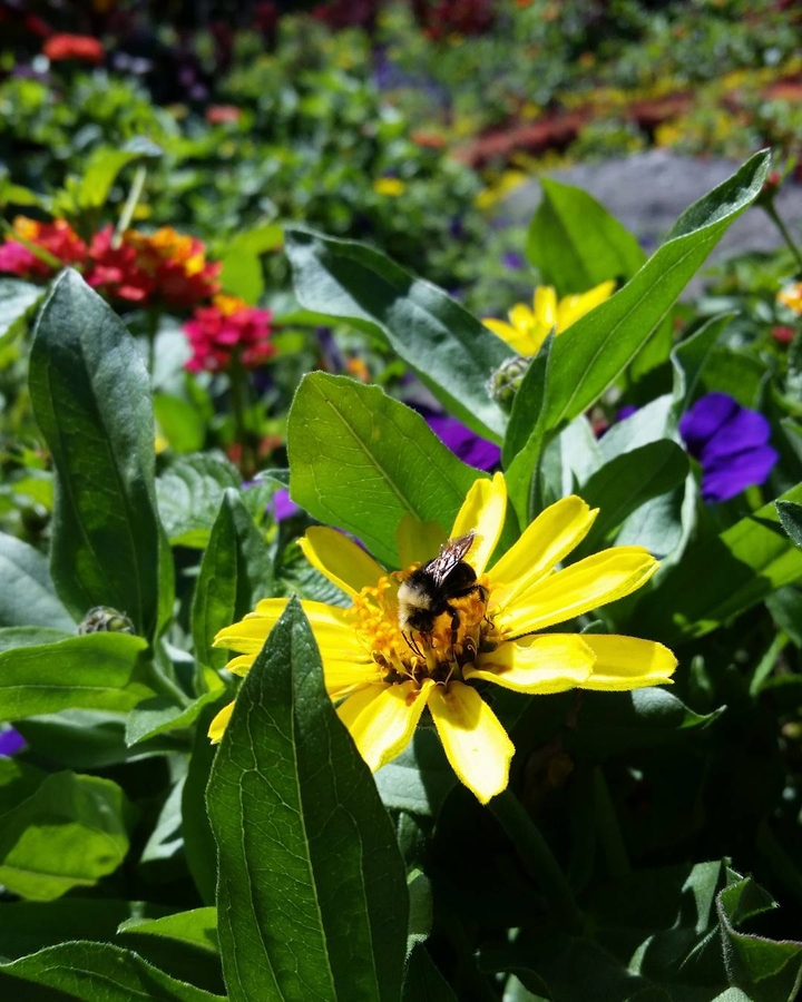Honey Machine