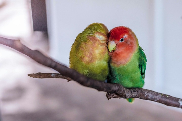 Cute Birds