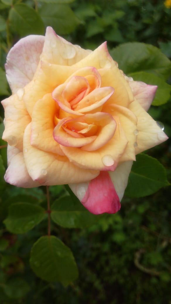 rose