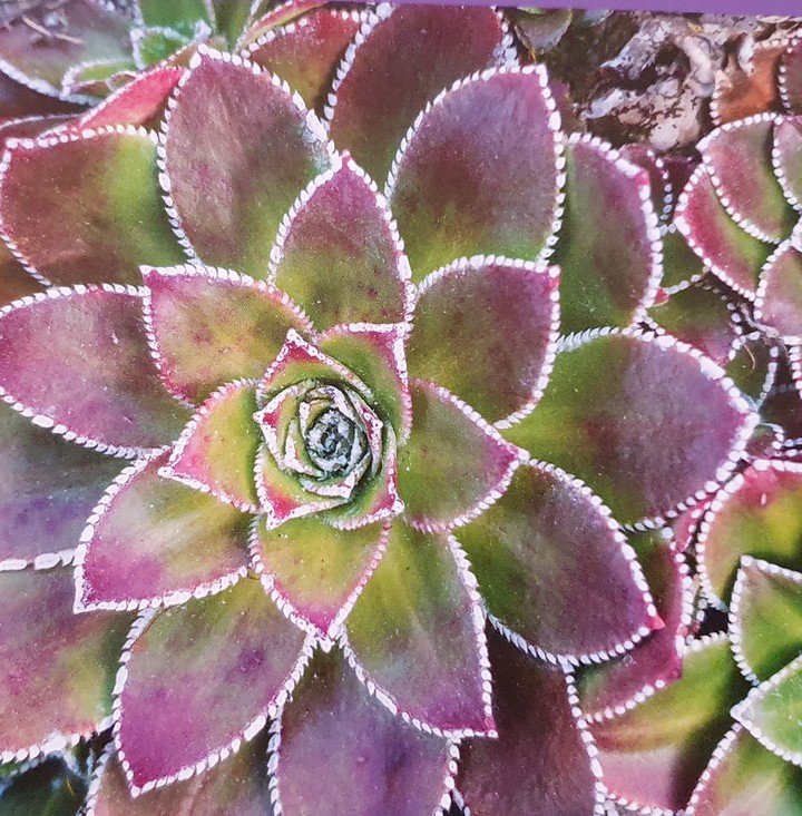 Blumen