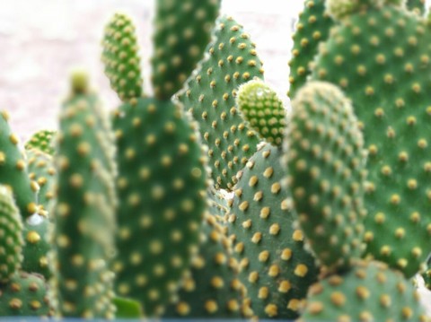 Cactos
