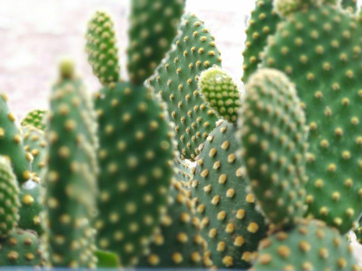 Cactos