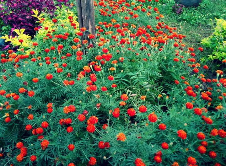 Flowers