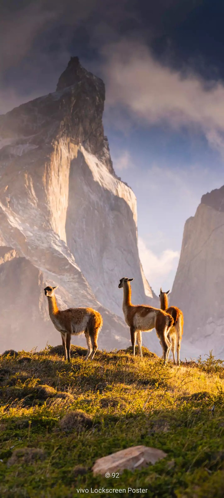 Alpaca