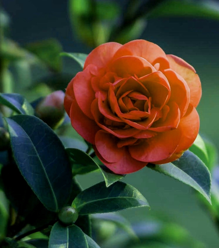 flower##blooming
