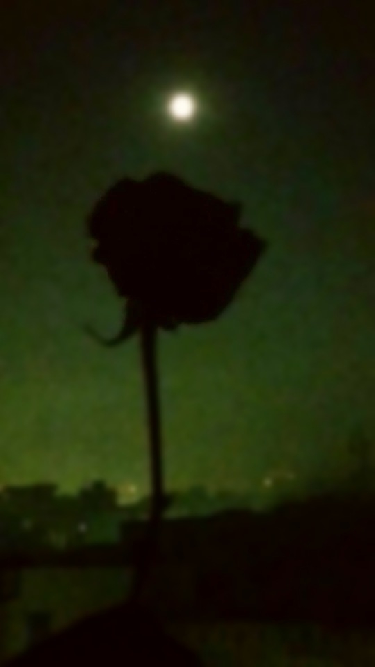night