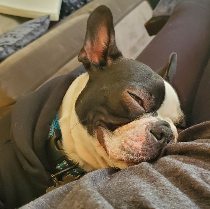 sleepy happy Tyson