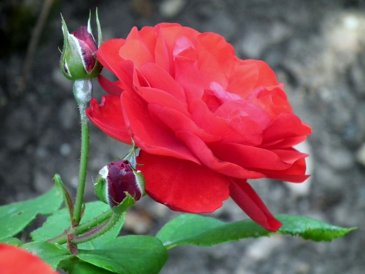 Rose