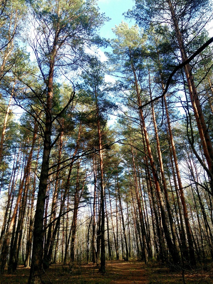 The last forest walk