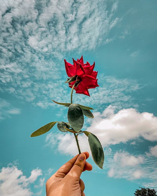 rose