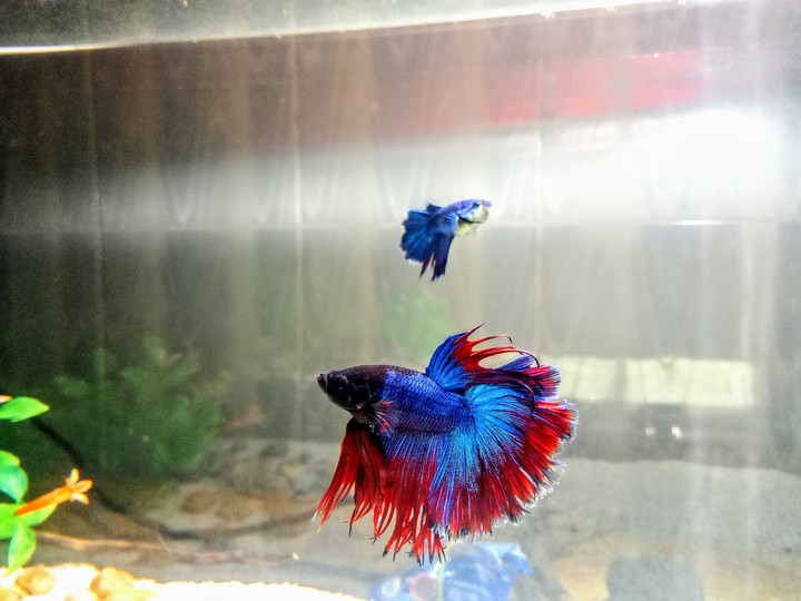A happy betta..❤️