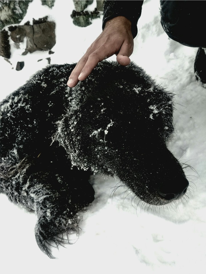 dog