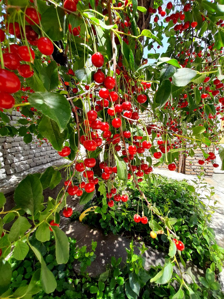 Cherries