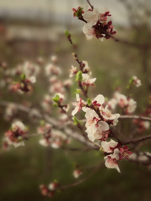 spring has been started
