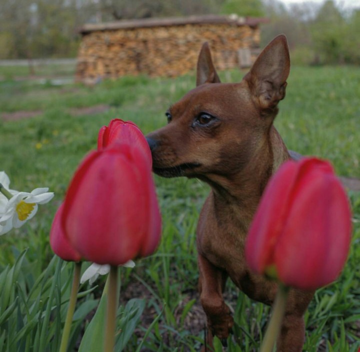 cane e tulipani
