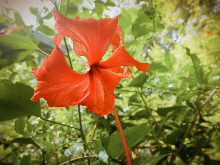 beautiful flower
