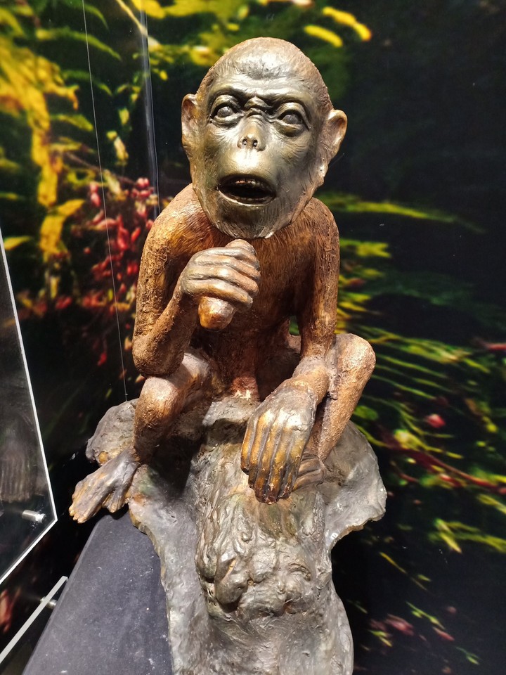 Monkey Siam