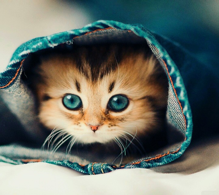 мой котик