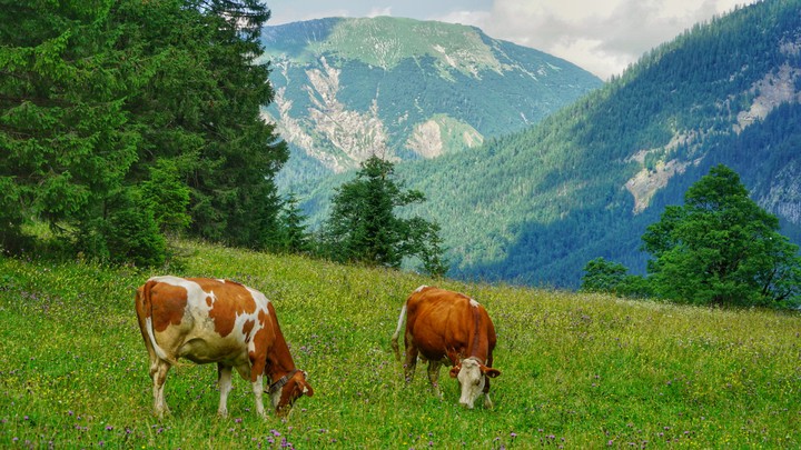 cows grazing on flowery pasture