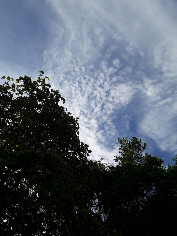 Sky and tree