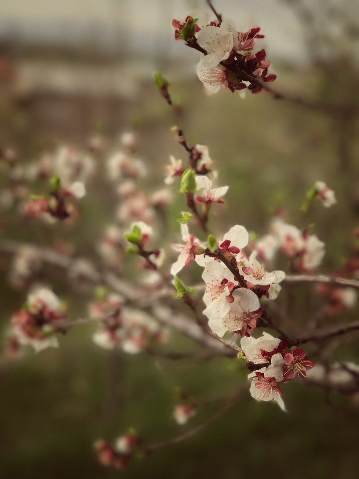 spring has been started