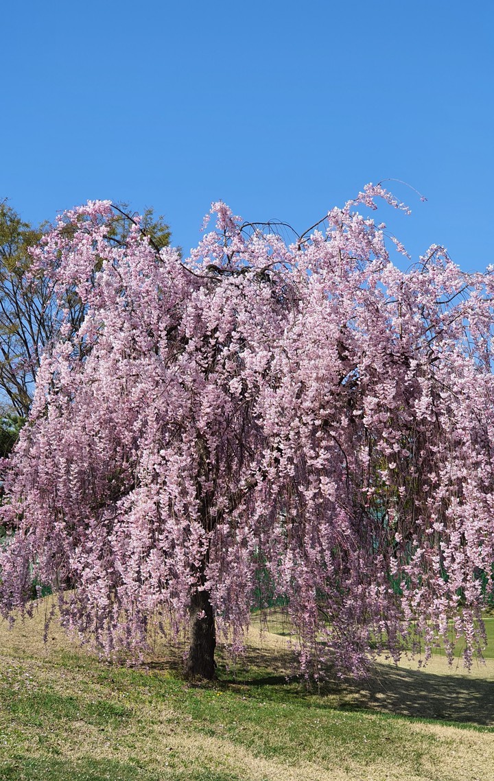 spring~❤