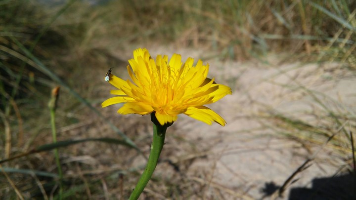 A Flower