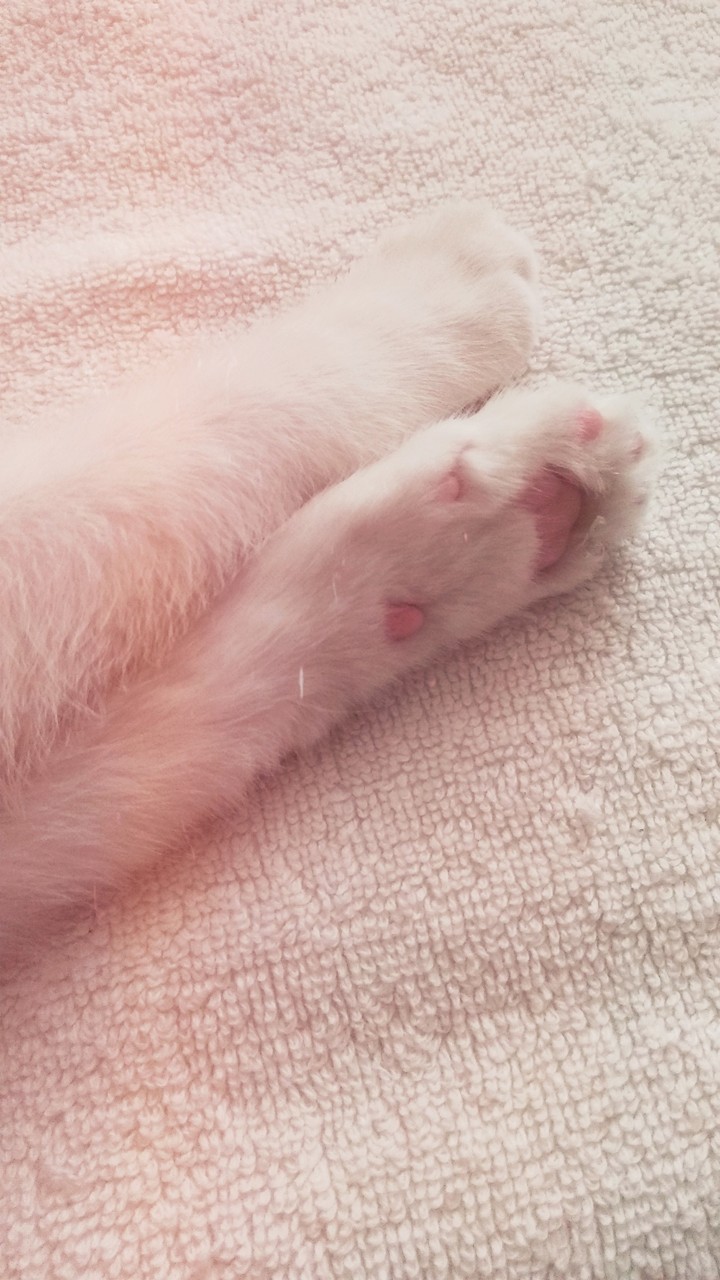 Lily cat