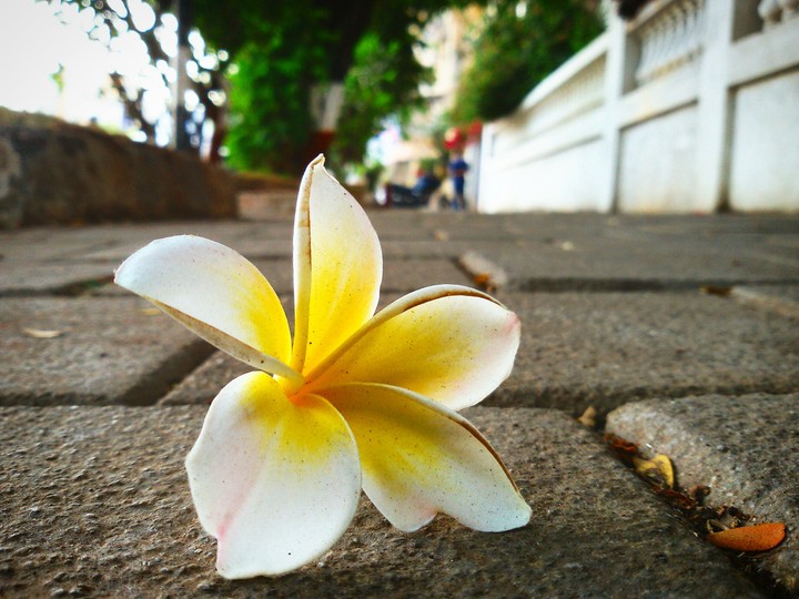 fallen flower