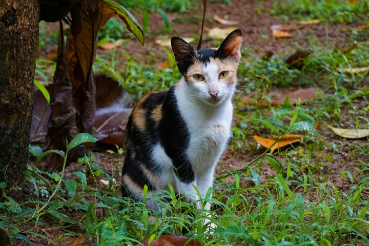 Cat