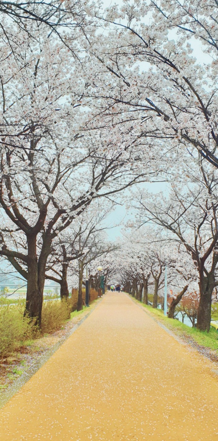 Cherry Blossom Road